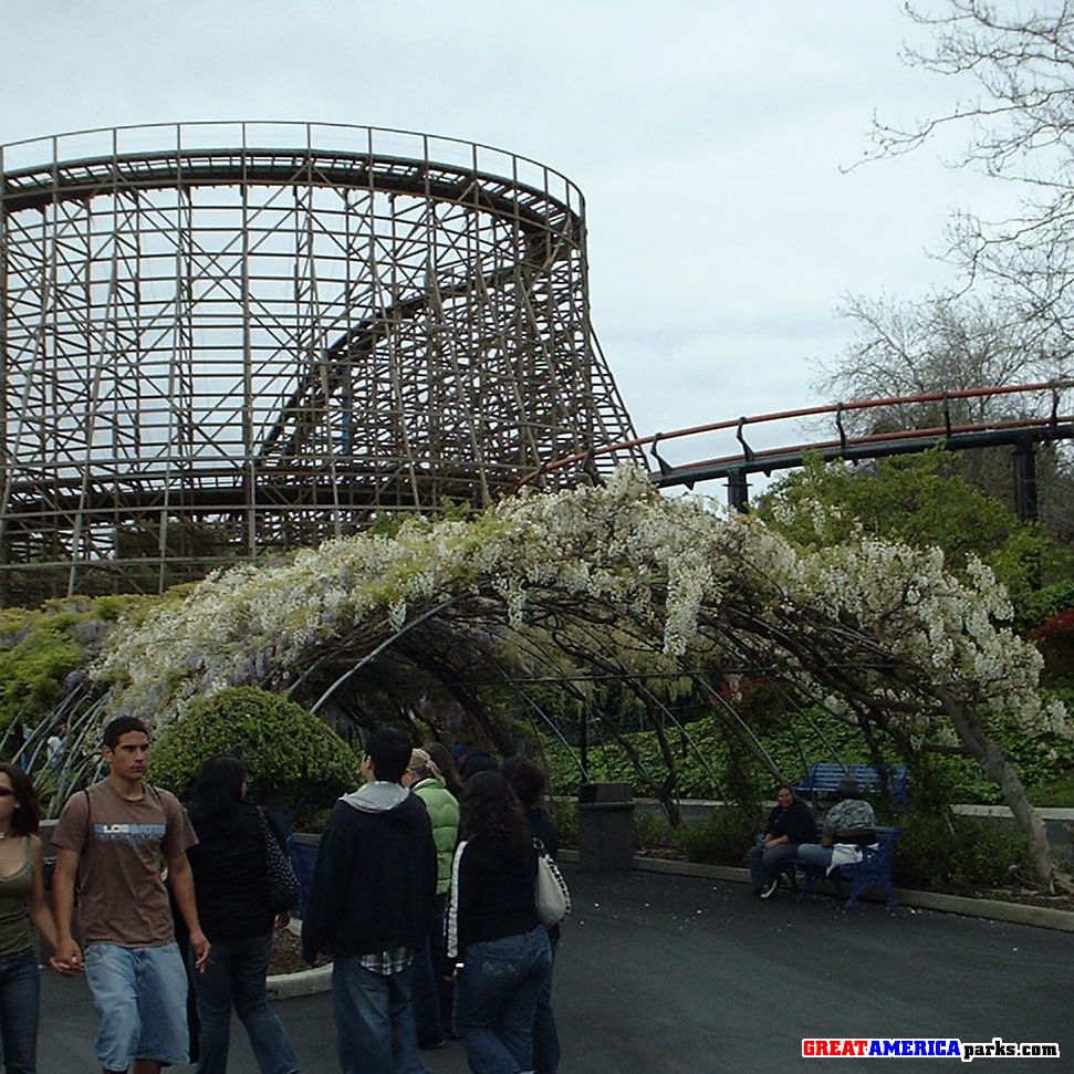 The County Fair arbor
It is looking quite nice this year, fun to sit under it especially. The Demon's turn to the brake run and the Grizzly's first turn around are in the background.
